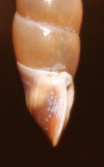 Clausiliidae da identificare